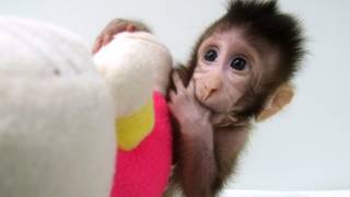 In a Scientific First, Cloned Monkeys Are Born. Will They Accelerate Biomedical Research?